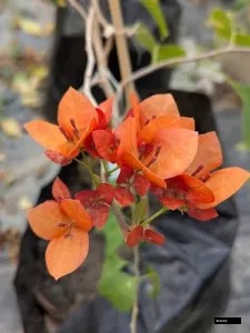 Nescafe (grafted) Bougainvillea