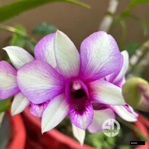 Dendrobium Rainbow (seedling)