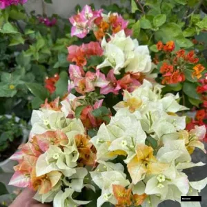 Chitra Gold (grafted) Bougainvillea