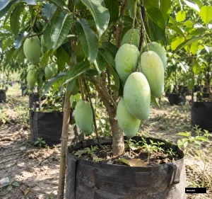 Keu Kamin Alltime Mango Tree