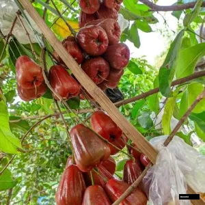 Dalharichamba Water Apple Plant ( Jamrul)