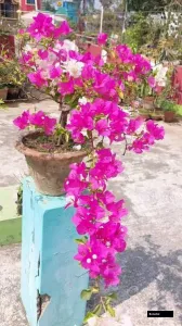 Thimma (rooted) Bougainvillea