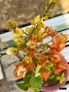 Golden Damia Bougainvillea