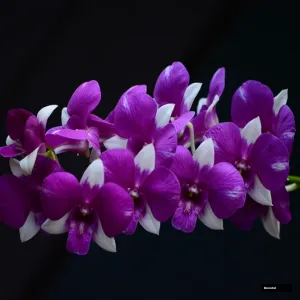 Two Tone #1401 (seedling)