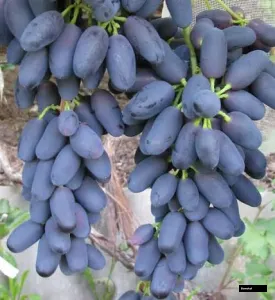 academic grapes