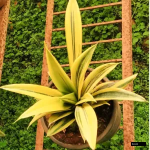 Golden Snake Plant