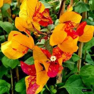 Adarna Grafted Bougainvillea Plant