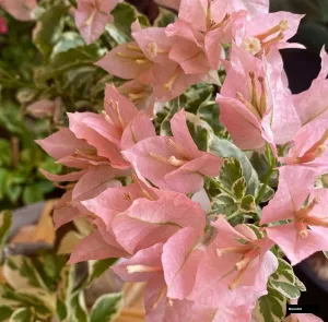 Sakura Belacan (grafted) Bougainvillea