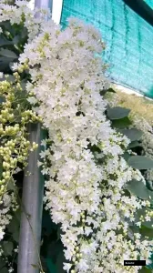 Snow Vine (porana Paniculata) – White Flowering Climber