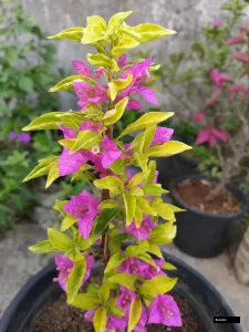 Golden Twilight Veil Bougainvillea Plant