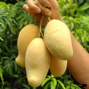 Naam Dokmai Mango Grated Tree