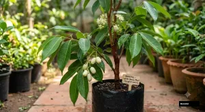 White Jamun Tree
