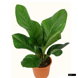 Jayant Anthurium Plant