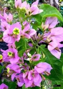 Aroma Bougainvillea Plant