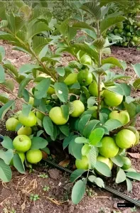 Thai 7 Goava