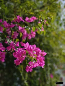 Buttercup Bougainvillea Plant