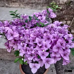 Glabra Purple Bougainvillea