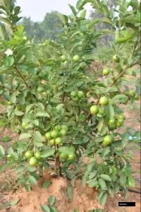 Allahabad Safeda Guava Plant