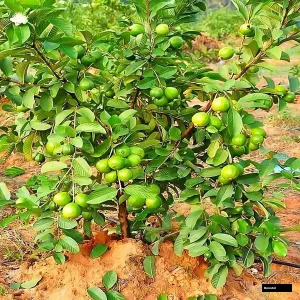 L-49 (sardar) Guava Plant