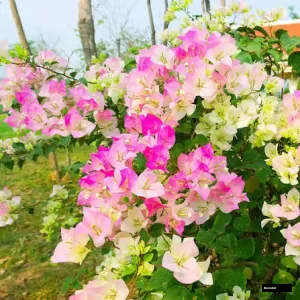 Thai Delight Variegated Bougainvillea Plant