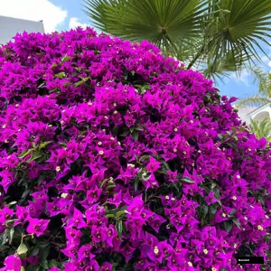 Twisted Purple/ Spiral Bougainvillea