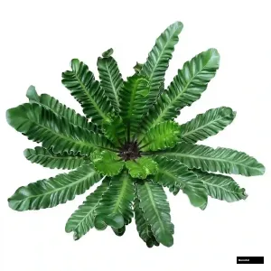 Cobra Fern Plant