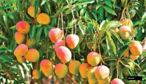 Harivanga Mango