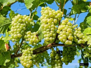 Punjab All Time Grapes