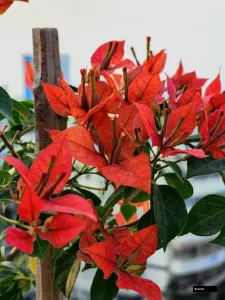 Briza Red Grafted Plant