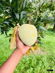 Gourmoti Mango Grafted