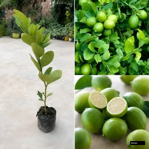 Kolkata Seedless Pati Lemon