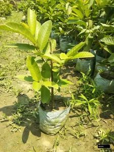 Guava L49 Plant/ Allahabad, For Fruits