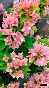 21 Jewels Peach / Pixie Peach Bougainvillea