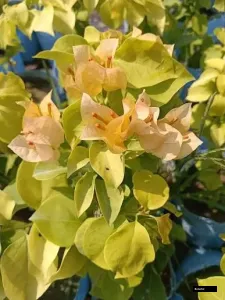 Golden Kelisa Bougainvillea Plant