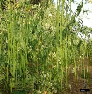 Odc 3 Sahjan Plant