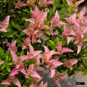 Kayata (rooted) Bougainvillea