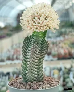 Buddha Cactus Plant