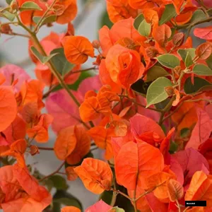 Orange King Bougainvillea