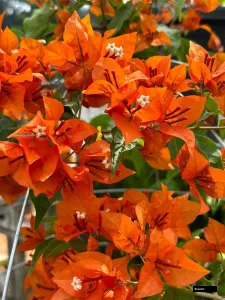 Tanglong Red Bougainvillea
