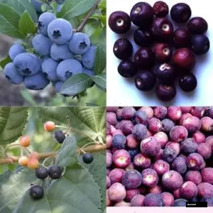 Falsa Indian Sherbet Berries