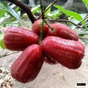 Red Missile Water Apple Plant ( Jamrul )