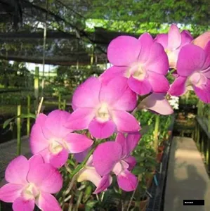 Burana Pearl Pink #2036 (seedling)