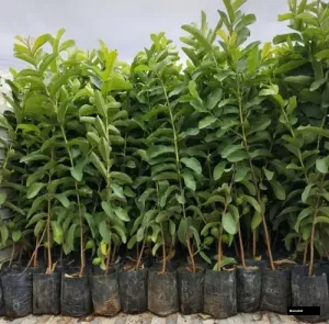 Vnr Guava Plant