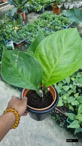 Jayant Anthurium Plant