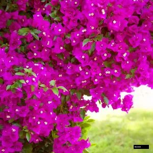 Purple Star (rooted) Bougainvillea