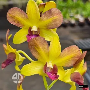 Dendrobium Honey Seedling