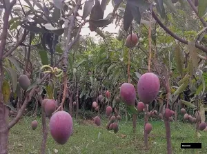 Miazaki Mango