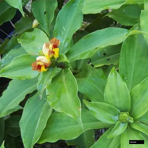 Suger Free Or Insulin Plant