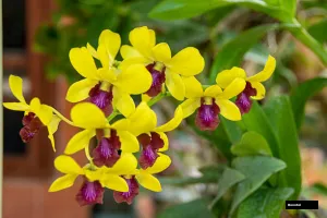 Nopporn Star Bright Den Seedling