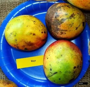 Maya Mango Plant